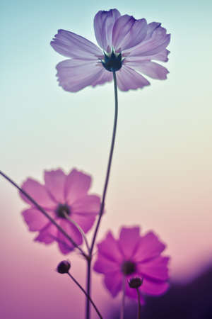 Cosmos flowers in Vintage and pastel style.の写真素材