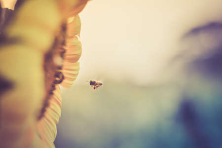 sunflowers and bee in Vintage and pastel style.の写真素材