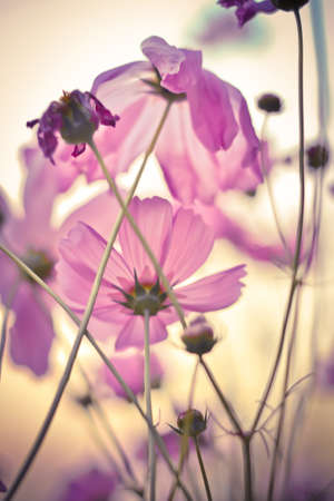 Cosmos flowers in Vintage and pastel style.の写真素材