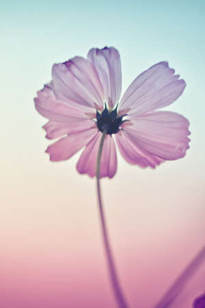 Cosmos flowers in Vintage and pastel style.の写真素材