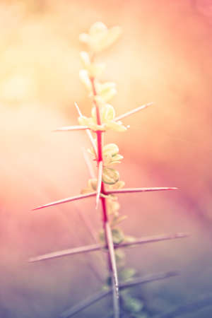 Thorny plant in Vintage and pastel style.の写真素材