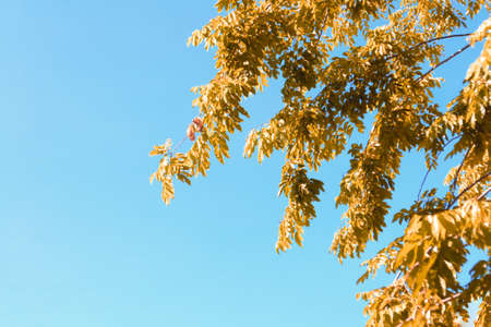 Leaves and twigs in nature for backgroundの写真素材