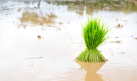 Seedlings of rice agriculture in rice fieldsの写真素材