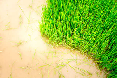 texture grass of  Rice meadow for nature backgroundの写真素材