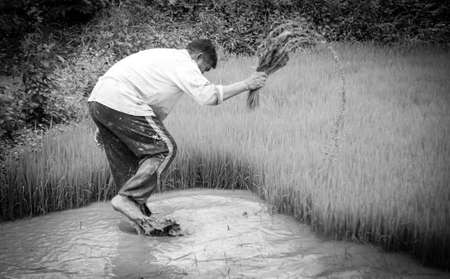 black and white of Farmers are cultivation in rice fieldsのeditorial素材