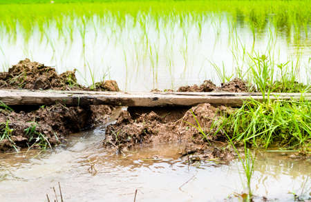 Surface of the soil for planting a riceの写真素材