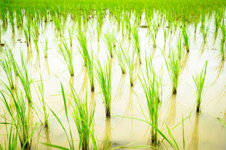 Seedlings of rice agriculture in rice fieldsの写真素材
