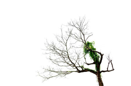 Tree and branchesの写真素材