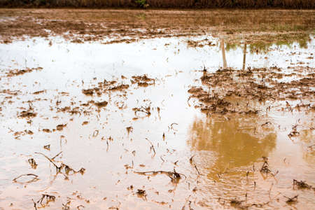 Surface of the soil for planting a riceの写真素材