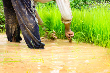 agriculture of Farmer cultivation in rice fieldsの写真素材