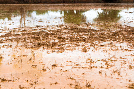 Surface of the soil for planting a riceの写真素材