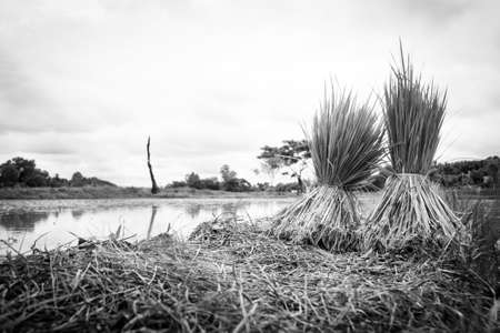 Seedlings of rice agriculture in rice fieldsの写真素材