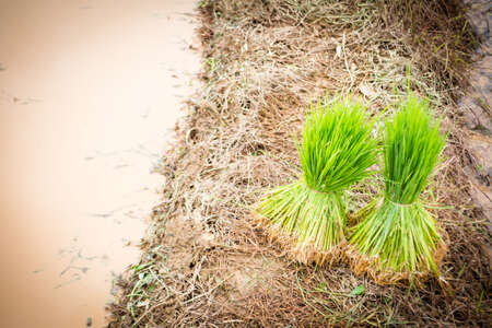 Seedlings of rice agriculture in rice fieldsの写真素材