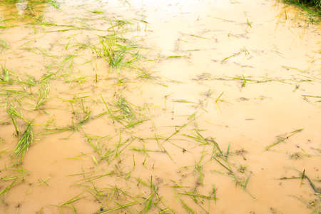 Surface of the soil for planting a riceの写真素材
