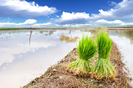 Seedlings of rice agriculture in rice fieldsの写真素材