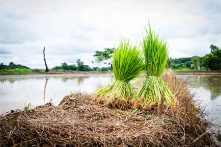 Seedlings of rice agriculture in rice fieldsの写真素材