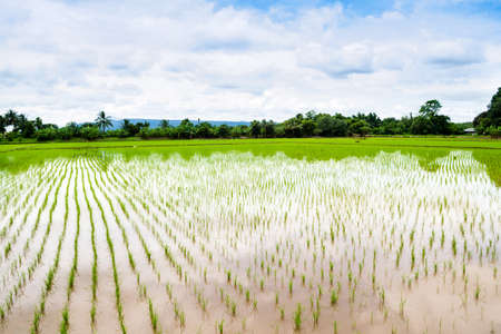 landscape grass of  Rice meadow with cloud and blue skyの写真素材