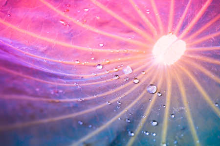 blur and soft focus of water drops on lotus leaf with vintage color backgroundの写真素材