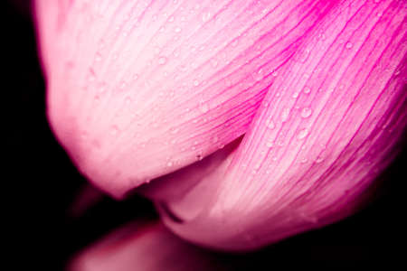 blur and soft focus of pink lotus with vintage color backgroundの写真素材