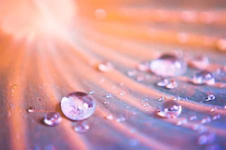 blur and soft focus of water drops on lotus leaf with vintage color background
