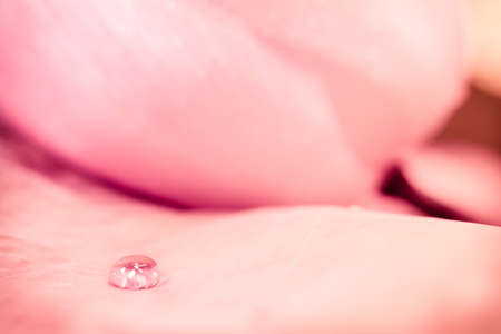 blur and soft focus of pink lotus with vintage color backgroundの写真素材