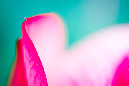 blur and soft focus of pink lotus with vintage color backgroundの写真素材