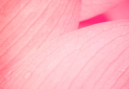 blur and soft focus of pink lotus with vintage color backgroundの写真素材