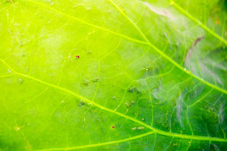 blur and soft focus of  leaf texture with vintage color backgroundの写真素材