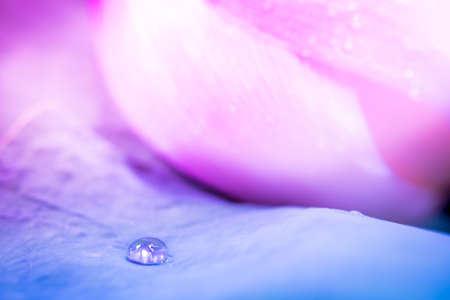 blur and soft focus of water drop on pink lotus with vintage color backgroundの写真素材