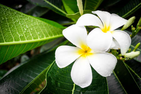 Plumeria flowers is blooming in nature backgroundの写真素材