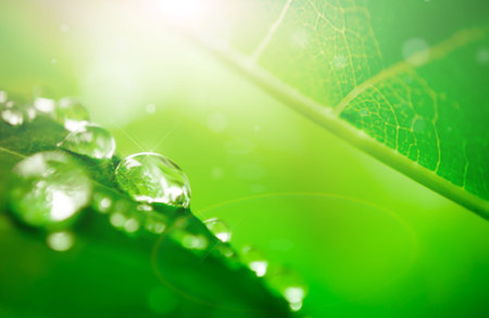blur and soft focus of water drop on leaf with green color background