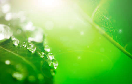 blur and soft focus of water drop on leaf with green color backgroundの写真素材