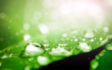 blur and soft focus of water drop on leaf with green color backgroundの写真素材