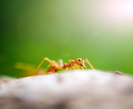 Orange ant with green color background