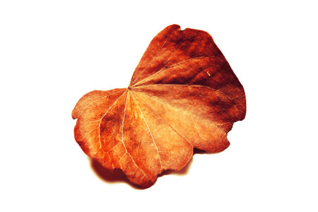 isolated autumn of leaf with Water drops for nature season background