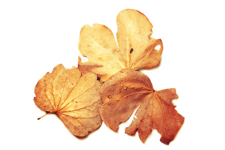 isolated autumn of leaf with Water drops for nature season background