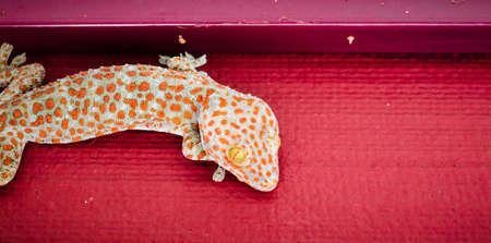 gecko has earned a spot on the wallの写真素材