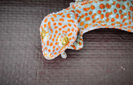 gecko has earned a spot on the wallの写真素材