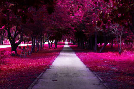 walkway park and trees with vintage color の写真素材