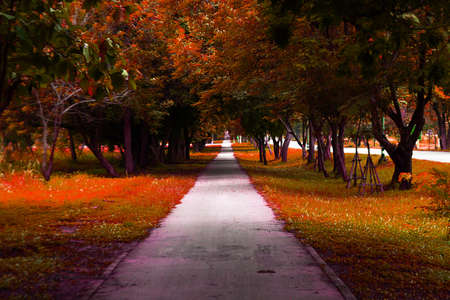 walkway park and trees with vintage color の写真素材