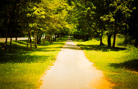 walkway park  and trees  for  outdoor background