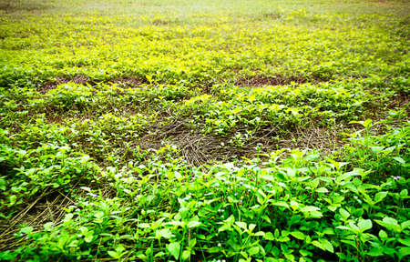 green grass and flower for nature backgroundの写真素材