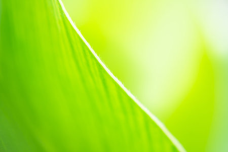 blur and soft focus of grass leaf with green color background