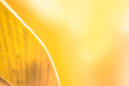 blur and soft focus of Yellow leaf with vintage colorの写真素材