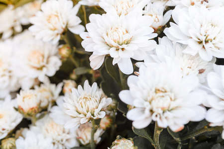 flowers blooming with vintage color for backgroundの写真素材