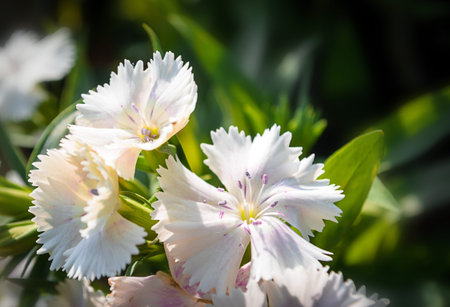 white flowers blooming with vintage color for backgroundの写真素材