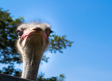 gray ostrich is walking in the zoo
