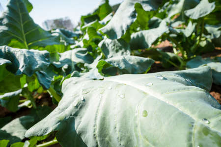vegetable organic of kale in the gardenの写真素材