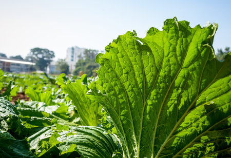 vegetable organic of lettuce in the garden