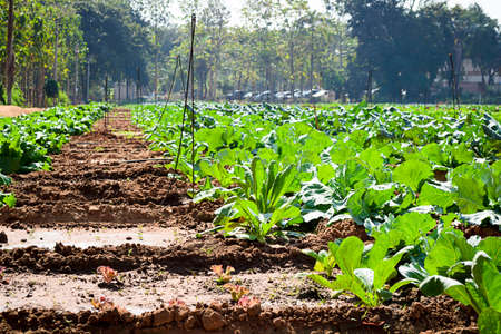 vegetable organic of lettuce in the gardenの写真素材